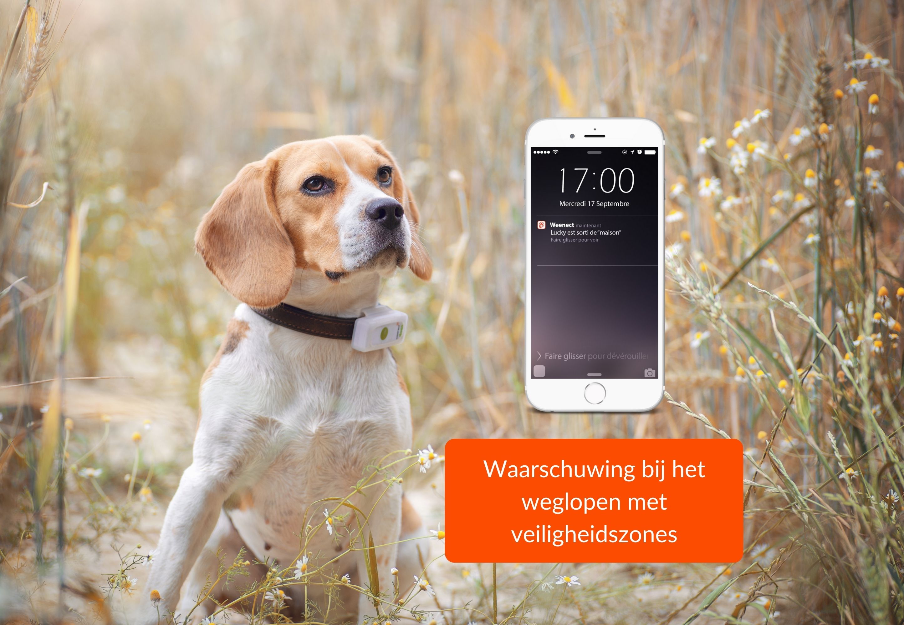 Weenect GPS tracker hond